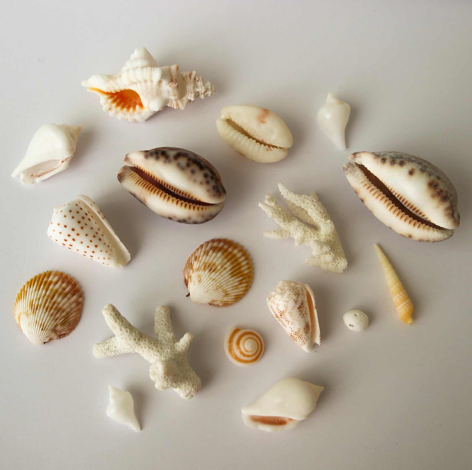 The "Shell" Print in Focus